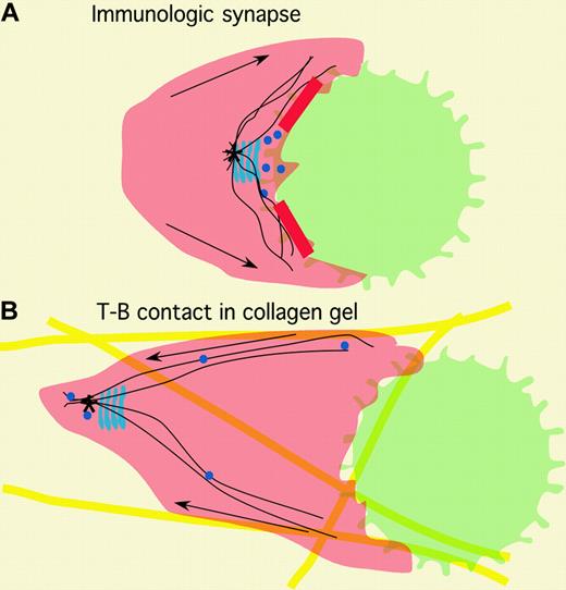 Comparison of immunologic synapse to model of new contact described by Gunzer and colleagues. The T cells (red) and B cells (green) form an immunologic synapse (A) in which the secretory apparatus (blue) and microtubule organizing center (MTOC; *) are positioned close to the interface, and molecule transport (arrows) is toward the interface, characterized by a ring or adhesion molecules (solid red). Both the T and B cells are relatively sessile. In a collagen gel (yellow), the same cells form a different structure in which the T cell continues to migrate (B). The migratory behavior of the T cell is consistent with maintenance of the MTOC and secretory apparatus in the uropod and the movement of the molecule linked to surface receptor away from the interface to the back of the cell (arrows). The B cell appears to attach to the leading lamellipodia and to be pushed forward. The nature of the adhesive structure is not known, but overall cytoskeletal organization is likely to be very different from an immunologic synapse.