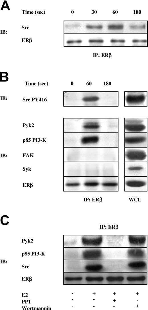 Figure 2. Formation of an ERβ-associated signaling complex in estrogen-treated platelets. (A) Platelets were treated with buffer or 100 nM 17β-E2 for the indicated times, and ERβ was immunoprecipitated with specific antibodies. Immunoprecipitated proteins were analyzed by immunoblotting with anti-Src antibody and were reprobed with anti-ERβ antibody. (B) Immunoprecipitates obtained with anti-ERβ antibodies from resting platelets or platelets incubated with 100 nM 17β-E2 for 60 and 180 seconds, together with aliquots of whole platelet lysates (WCL), were analyzed by immunoblotting with antibodies against pSrc-Tyr416, Pyk2, p85/PI3-K, FAK, Syk, and ERβ, as indicated on the left. (C) ERβ was immunoprecipitated from resting or 17β-E2–stimulated platelets (E2; 100 nM, 60 seconds) preincubated for 15 minutes in the absence or presence of 10 μM PP1 or 50 nM wortmannin. Immunoprecipitated proteins were analyzed by immunoblotting with antibodies against Pyk2, p85/PI3-K, Src, and ERβ. Results are representative of those of at least 3 different experiments.