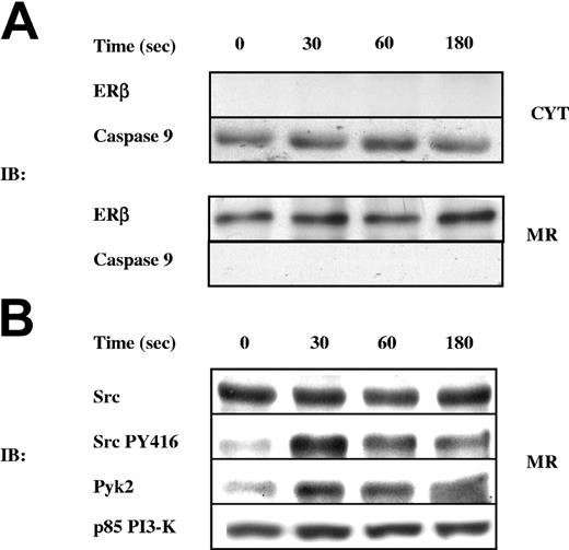 Figure 3. Subcellular localization of ERβ, Src, p85/PI3-K, and Pyk2 in 17β-E2–treated platelets. Cytosol (CYT) and membrane-rich (MR) fractions were prepared from platelets incubated with buffer or with 100 nM 17β-E2 for 30, 60, and 180 seconds, as described in “Materials and methods.” (A) Identical amounts of protein from each fraction were analyzed by immunoblotting with anti-ERβ and anti–caspase-9 antibodies. (B) Aliquots containing the same amount of proteins from each MR fraction obtained from platelets, treated as described for panel A, were analyzed by immunoblotting with antibodies against Src, pSrc-Tyr416, Pyk2, and p85/PI3-K, as indicated on the left. Results are representative of those of at least 4 different experiments.