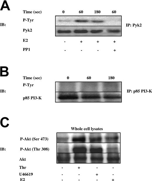 Figure 4. Analysis of Pyk2 and PI3-K activation in estrogen-treated platelets. (A) Pyk2 and (B) p85/PI3-K were immunoprecipitated from gel-filtered platelets treated with 100 nM 17β-E2 (E2) for 60 or 180 seconds. Pyk2 was also immunoprecipitated from platelets preincubated with 10 μM PP1 for 15 minutes before treatment with 100 nM 17β-E2 for 60 seconds. Immunoprecipitated proteins were analyzed by immunoblotting with antiphosphotyrosine antibodies and then were reprobed with the same antibody used for immunoprecipitation (anti-Pyk2 or anti-p85/PI3-K, as indicated). Analysis of Akt phosphorylation was performed in resting platelets or in platelets treated with 100 nM 17β-E2 for 60 seconds or stimulated with 1 U/mL thrombin (Thr) or 2 μM U46619 for 180 seconds. Identical amounts of whole platelet proteins were analyzed by immunoblotting with anti–phospho-Akt-Ser473 or anti–phospho-Akt-Thr308 antibodies. (C) In parallel, corresponding aliquots of the samples were analyzed by immunoblotting with anti-Akt antibody. Results are representative of those of at least 3 separate experiments.