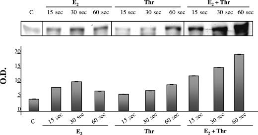 Figure 6. Effect of 17β-E2 on thrombin-dependent Src activation. Platelet samples were treated with 100 nM 17β-E2 (E2), 0.02 U/mL thrombin (Thr), or 100 nM 17β-E2 plus 0.02 U/mL thrombin (E2+Thr) for increasing times (15, 30, and 60 seconds). Identical amounts of total platelet proteins from each sample were analyzed by immunoblotting with anti–pSrc-Tyr416 antibody. Relative amounts of phosphorylated Src detected in each sample were evaluated by densitometric imaging of the immunoblots, and results are reported in the histogram in the bottom part of the figure. Data are mean ± SEM (n = 3). O.D. indicates optical density.