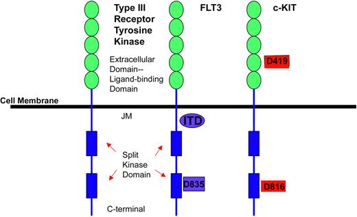 Figure 1. Schematic depicting structure of receptor tyrosine kinase type III family. Structure of receptor tyrosine kinase type III family, on the left, shows 5 immunoglobulin-like ligand-binding domains (JM indicates the juxtamembrane domain) and two split kinase domains. FLT3 receptor has mutations identified in the JM as well as in the second split kinase domain at codon 835. c-KIT has a mutation in the immunoglobulin extracellular domain at a highly conserved aspartate residue at codon 419 as well as in the split kinase domain at codon 816, which is frequently seen in mast cell leukemia or mastocytosis.