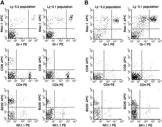 Figure 2. Flow cytometric comparison of lineage expression by Ly-5.2 and Ly-5.1 cells of a representative Fli-1+/- chimeric mouse. Analyses of PB (panel A) and BM (panel B) nucleated cells are shown. The results are representative of 7 mice. Gr-1brightMac-1+ cells are neutrophilic granulocytes, and Gr-1dim/-Mac-1+ cells are monocytes.