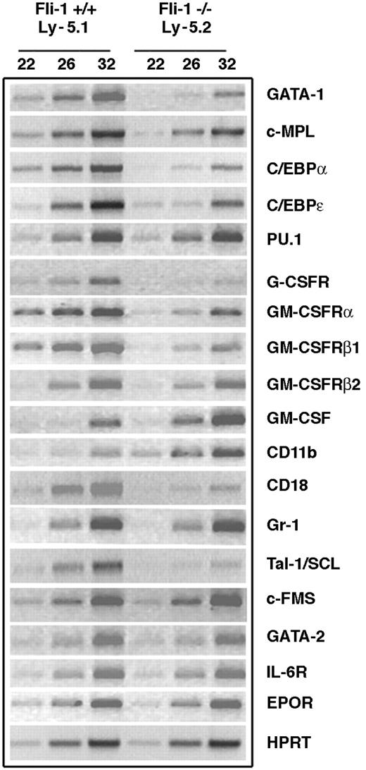 Figure 4. Altered expression of potential Fli-1 target genes in Ly-5.2 cells of Fli-1-/- chimeric mice demonstrated by semiquantitative RT-PCR. Expression was analyzed for HPRT and the indicated target genes.