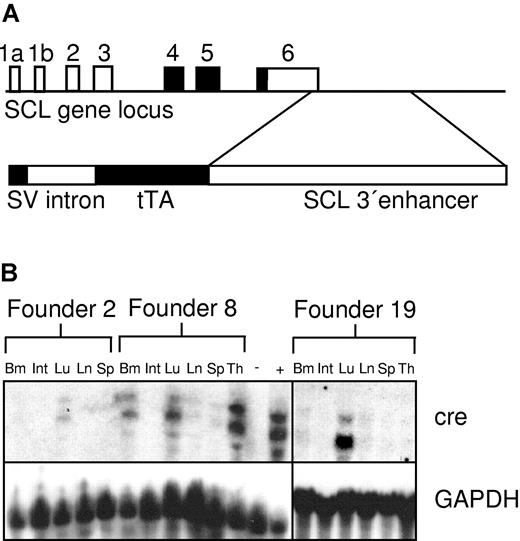 Figure 1. SCLtTA transactivator construct and expression of cre in SCLtTA x Tet-O-cre reporter mice. (A, upper portion) Structure of the murine SCL locus (coding exons shaded in black) indicating the position of the 3′ enhancer fragment contained in the SCLtTA construct. (A, lower portion) Transgenic construct consisting of the SV40 minimal promoter upstream of the rabbit β-globin intron 2, the tetracycline-dependent transactivator protein tTA, and a 5.5-kb BglII fragment of the enhancer of the murine SCL gene. (B) Cre mRNA expression under the control of the murine SCL enhancer in different tissues of the 3 independent founder lines (founders 2, 8, and 19), which demonstrated detectable cre expression after being crossed to the Tet-O-cre responder strain. Twenty micrograms per lane of RNA extracted from the following tissues were loaded as indicated: bone marrow (Bm), intestines (Int), lung (Lu), lymph node (Ln), spleen (Sp), and thymus (Th). RNA from the spleen of an MMTVtTA-Tet-O-cre double-transgenic mouse (+) and from the thymus of an SCLtTA single-transgenic mouse (-) served as positive and negative controls, respectively. The Northern blot for cre expression showed 2 bands, as described previously,16 using a 1.0-kb fragment of the Tet-O-cre transgenic construct34 as a probe, as described in “Materials and methods.” The Northern blot was stripped and reprobed using a GAPDH probe.