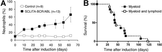 Figure 2. Neutrophilia and survival of SCLtTA/BCR-ABL mice after induction of BCR-ABL. (A) The graph shows the percentages of neutrophils (shown as mean ± SE) among total white blood cells in SCLtTA/BCR-ABL double-transgenic mice (▪) or controls (□). Controls consisted of wild-type (n = 3) and BCR-ABL single-transgenic (n = 6) mice, which had similar values. The percentage of neutrophils was greater in SCLtTA/BCR-ABL mice than in controls (P < .05) for each time point up to day 45 (on day 54, the ranges were 20%-79% for SCLtTA/BCR-ABL and 5%-12% for control animals, and on day 62 the ranges were 47%-85% and 11%-14%, respectively). SE for the control mice was at each point less than 2.1 and, therefore does not show on the diagram. (B) Kaplan-Meier-style survival and morbidity curve of induced double-transgenic mice, depicting overall survival and disease phenotype (▪, myeloid; □, sequential myeloid and lymphoblastic) after induction of BCR-ABL by tetracycline removal.