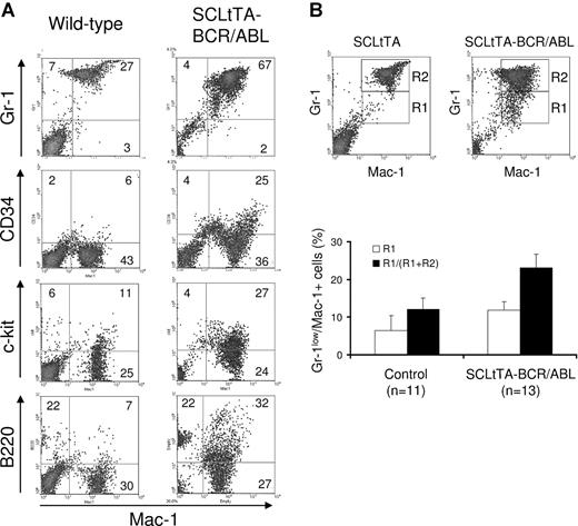 Figure 5. Bone marrow of SCLtTA/BCR-ABL mice has an expanded immature myeloid cell population. (A) Representative FACS profile of bone marrow cells from an induced double-transgenic (W202) and a wild-type animal. Cells were costained with PE-labeled Mac-1 and FITC-conjugated Gr-1, CD34, c-kit, or B220 antibodies, as shown. (B) (upper panel) Staining of the myeloid markers Gr-1 and Mac-1 in a single-transgenic SCLtTA mouse and a double-transgenic SCLtTA/BCR-ABL mouse (W185) after the induction of BCR-ABL following the withdrawal of tetracycline. R2 represents Gr-1+/Mac-1+ cells (neutrophils), and R1 represents Gr-1lo/Mac-1+ cells (more immature myeloid cells). (lower panel) Percentage of Gr-1lo/Mac-1+ cells as absolute values (R1) or as the fraction of these cells among all Gr-1+/Mac-1+- staining cells (R1/R1+R2). Both percentages proved to be significantly higher in double-transgenic mice compared with BCR-ABL (n = 8), SCLtTA (n = 1) single-transgenic, or wild-type animals (n = 2), which represented “control” animals shown in the figure. Values are shown as mean ± SD.