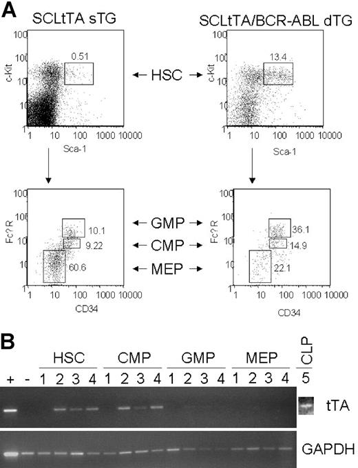 Figure 7. Expansion of hematopoietic stem and progenitor cells in double-transgenic animals. (A) Bone marrow-derived hematopoietic stem cells (HSC), common myeloid progenitors (CMP), granulocyte-macrophage progenitors (GMP), and megakaryocyte-erythrocyte progenitors (MEP) were analyzed after lineage depletion using multicolor FACS, as described in “Materials and methods.” Left panel and right panel show a representative analysis for an SCLtTA single-transgenic and an SCLtTA/BCR-ABL double-transgenic mouse, respectively; both mice were killed after 21 days of tetracycline removal. (upper panel) Percentage of Lin-c-kit+Sca-1+ HSC. (lower panel) Percentage of Lin-c-kit+Sca-1- GMP, CMP, and MEP populations in the bone marrow. (B) tTA mRNA expression in multicolor FACS-sorted hematopoietic stem cells (HSC), common myeloid progenitors (CMP), common lymphoid progenitors (CLP), granulocyte-macrophage progenitors (GMP), and megakaryocyte-erythrocyte progenitors (MEP). DNase-treated mRNA was reverse-transcribed into cDNA, as detailed in “Materials and methods,” and was subjected to 35 cycles of RT-PCR using primers specific for tTA or murine GAPDH. Sample labels indicate the following: 1, Tet-O-cre mouse; 2, SCLtTA single-transgenic mouse; 3 to 5, SCLtTA/BCR-ABL double-transgenic mice. The lymph node of an SCLtTA/BCR-ABL double-transgenic mouse (W107) served as a positive control, and the spleen of an MMTV/BCR-ABL double-transgenic mouse (W202) was used as a negative control.