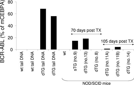 Figure 8. Assessment of engraftment of BCR-ABL-positive cells transplanted into NOD/SCID recipient mice. Twelve days after tetracycline removal from the drinking water, cells were isolated from the bone marrow of a single-transgenic (sTG) or a double-transgenic (dTG) BCR-ABL-positive donor mouse and were transplanted into sublethally (300 cGy) irradiated NOD/SCID mice (recipient 9 for sTG; recipients 11A, 11B, 13 for dTG). At this time point, the dTG donor mouse showed neutrophilia, anemia, splenomegaly, and granulocytic hyperplasia of the bone marrow and spleen. In separate experiments, bone marrow-derived FACS-sorted Lin-c-kit+Sca-1+ HSCs from pooled, diseased dTG donor mice were transplanted into a 300 cGy-irradiated NOD/SCID mouse (recipient 8), and lymphoblastic cells from an affected lymph node of a dTG mouse were transplanted into a nonirradiated NOD/SCID mouse (recipient 14). As indicated, 70 or 105 days after transplantation, genomic DNA was isolated from the bone marrow of the recipients. BCR-ABL genomic DNA was amplified by real-time PCR and expressed as the percentage of the amount of amplified murine CCAAT enhancer binding protein alpha (mCEBPA) genomic DNA to quantify the engraftment of BCR-ABL-positive donor cells. Genomic DNA from the bone marrow of a wild-type NOD-SCID mouse that did not undergo transplantation and from the tails of 2 wild-type (wt) and 2 SCLtTA/BCR-ABL (dTG) mice served as negative and positive controls. None of the recipient mice have shown any signs of disease within the 5-month observation period.