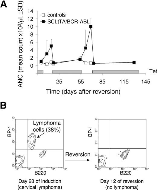 Figure 9. Myeloid and lymphoblastic disease phenotypes are reversible. (A) Six SCLtTA/BCR-ABL double-transgenic mice (▪) and 2 BCR-ABL single-transgenic mice (controls, □) were repeatedly induced (tetracycline removed from the drinking water) and reverted (tetracycline readministered). Shown is the absolute neutrophil count (ANC) in the peripheral blood over the course of 129 days after the first removal of tetracycline. (striped box) Presence or absence of tetracycline (Tet). Where no error bars are visible, SD was less than 1. (B) Reversibility of the lymphoblastic disease in an SCLtTA/BLCR-ABL double-transgenic mouse. This mouse had developed cervical lymphoma on day 28 of induction of BCR-ABL by tetracycline removal from the drinking water, and FACS analysis revealed that 38% of the cells in the peripheral blood were BP-1+B220lo B-lymphoblastic tumor cells (left panel). Twelve days after tetracycline was readministered, there was no clinical evidence of lymphoma, and FACS analysis confirmed that the BP-1+B220lo cells had disappeared from the peripheral blood (right panel).