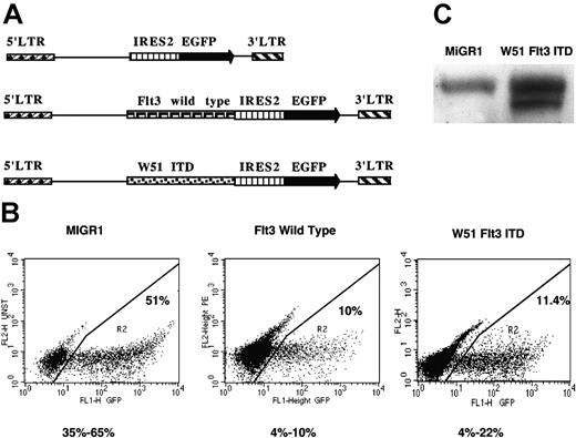 Figure 1. Enforced expression of wild-type Flt3-RTK and W51 Flt3-ITD in human CB-CD34+ cells. (A) Map of MIGR1, wtFlt3, and W51 Flt3-ITD retroviruses used in this study. (B) Transduction efficiencies were determined by EGFP expression using flow cytometry analysis. Purified CB-CD34+ cells were prestimulated for 48 hours in QBSF-60 supplemented with KL, FL, and Tpo (100 ng/mL) and then subjected to 3 transduction rounds as described in “Materials and methods.” (C) Immunoblot of whole-cell protein extracts from transduced and sorted CB-CD34+ cells with anti-Flt3 antibody (Ab). LTR indicates long terminal repeat.