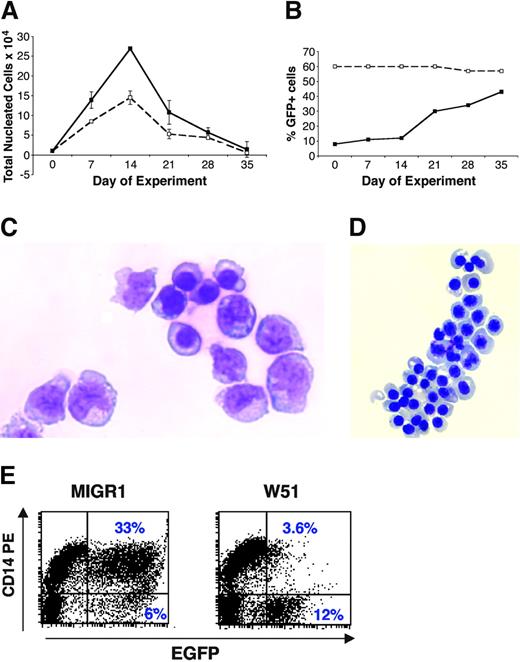 Figure 2. Proliferative advantage of CB-CD34+ cells expressing the W51 Flt3-ITD in stromal coculture and liquid cultures. CB-CD34+ cells were transduced with MIGR1 or W51 and evaluated in stromal MS-5 coculture in Gartner media. Cells were demipopulated weekly for counting (A) and FACS analyses (B). (A) Absolute expansion of nonsorted, nonadherent cells. (B) Percentage of EGFP+ cells in the nonadherent fraction. (C) Cytoprep of nonadherent cells from week-2 MS-5 coculture of W51-transduced cells reveals primitive myelomonocytic and erythroid blasts. (D) Clusters of erythoblasts from the same cocultures. (E) Comparative FACS analysis of CD14 expression in nonadherent, week-2 MS-5 coculture of W51+ and MIGR1 cells highlights a drastic reduction in CD14 expression in Flt3-ITD–expressing cell cultures.