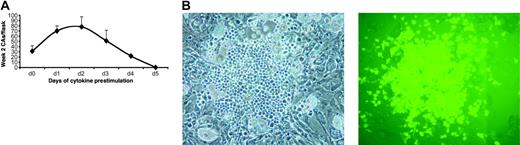 Figure 4. Day-12 cobblestone areas in MS-5 cocultures of W51+ cells. Nonsorted, transduced CB-CD34+ cells expressing W51 were plated onto a monolayer of the MS-5 stroma. The photograph shows a representative early cobblestone area (CA). All early CAs were strongly EGFP+ (A). (B) The frequency of early week-2 CA formation depends upon the interval of cytokine prestimulation of CB-CD34+ cells. CB-CD34+ cells were prestimulated for either 0, 1, 2, 3, 4, and 5 days and plated (1 × 104/T12.5 in triplicate) onto an MS-5 monolayer, with enumeration of week-2 early CAs.