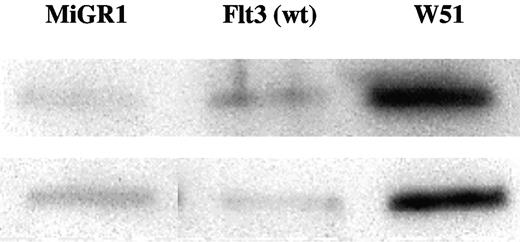 Figure 6. Nuclear localization of Stat5 in wtFlt3- and W51-transduced CD34+ cells in the presence of FL. Immunoblots of nuclear and cytoplasmic extracts of transduced and sorted W51 Flt3-ITD and wtFlt3 CB-CD34+ cells were stained with anti-Stat5 Ab, as detailed in “Materials and methods.”