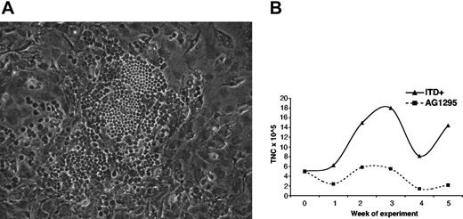 Figure 7. Generation of early, tyrphostin-sensitive CAs in MS-5 cocultures of Flt3-ITD+ AML blasts. Day-10 to day-14 CAs were enumerated in the cocultures of AML blasts harboring Flt3-ITDs, from patient no. 3 (A). The addition of 10 μM AG1295 (Flt3-RTK inhibitor) every 48 hours prevented the formation of early CAs, with an associated decline in nonadherent cell expansion in MS-5 stromal coculture (B).