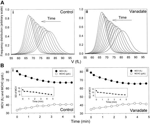 Figure 2. Time-dependent shifts in the volume distribution and in MCV and MCHC of AA RBCs during Ca2+-induced dehydration in the presence and absence of sodium orthovanadate. Experimental details are given in the Table 1 footnote. (A) Arrows indicate the time direction of displacement of the curves representing the RBC V distributions during Ca2+-induced dehydration in the presence (ii) and absence (i) of 1 mM sodium orthovanadate. Time intervals from the initial curve are those indicated in the first column of Table 1. The area under each of the curves was similar, as confirmed by the nearly identical number of cells counted in the Advia for each sample (± 0.6%). Therefore, the gradual increase in the height of the distribution curves toward the completion of dehydration reflects a narrowing of the volume distribution (declining SD of MCV, as shown in Table 1 and in the insets in panel B). (B) MCVs (in femtoliters; •) and MCHCs (in g/dL; ○) are plotted as a function of time after A23187 addition to illustrate the inverse MCV-MCHC changes during Gardos-channel-mediated dehydration in the presence (ii) and absence (i) of 1 mM sodium orthovanadate. Insets show changes in SDs of the V distributions with time after A23187 addition.