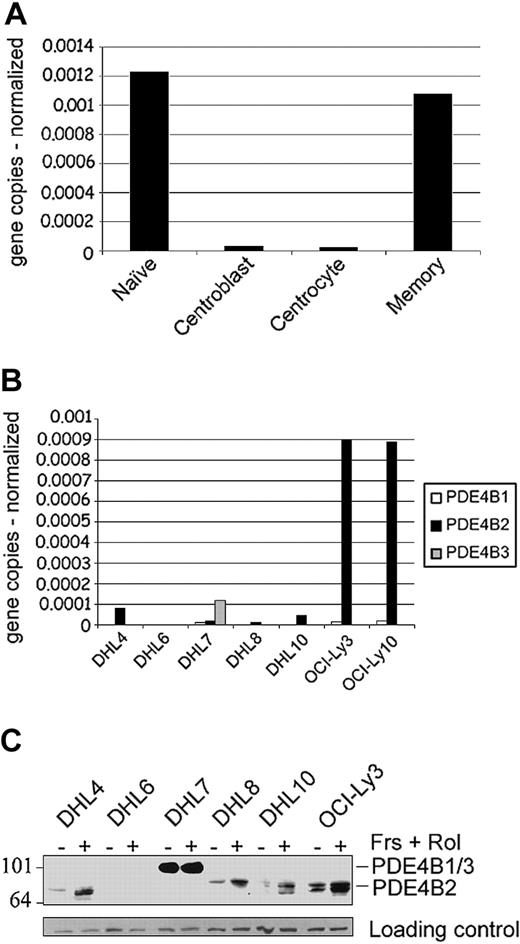 Figure 1. PDE4B expression in normal and malignant B lymphocytes. (A-B) Quantitative real-time RT-PCR analyses of PDE4B isoforms in highly purified mature B-cell populations (naive, centroblasts, centrocytes, memory cells) and DLBCL cell lines. The expression of the target and control genes was calculated by entering the real-time RT-PCR CT values (average of triplicates) into a standard curve generated from plasmid DNA of known concentrations. Data represent PDE4B isoform copy number normalized to control gene for each sample (A, PDE4B2 only; B, PDE4B1, B2, and B3). (C) PDE4B protein expression in DLBCL cell lines. Cells were either untreated (-) or treated with 40 μM forskolin (Frs) and 10 μM rolipram (Rol) for 6 hours (+). Whole-cell lysates were immunoblotted with a pan-PDE4B antisera. PDE4B2 exhibits the characteristic up-regulation following an increase in intracellular cAMP. PDE4B1 and B3 comigrate at approximately 105 kDa, whereas the PDE4B2 doublet is 78 to 84 kDa. Size markers are indicated on the left in kilodaltons.