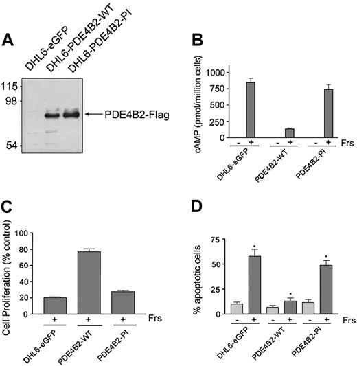 Figure 3. Reconstitution of PDE4B2 expression prevents cAMP-induced apoptosis. (A) Expression of PDE4B2-WT (wild type) and PDE4B2-PI (phosphodiesterase inactive) in retrovirally infected DHL6 cells. The expression of the indicated Flag-tagged constructs was analyzed with an anti-Flag immunoblot. Size markers are indicated on the left in kilodaltons. (B) cAMP induction in DHL6-eGFP, DHL6-PDE4B2-WT, and DHL6-PDE4B2-PI cells following forskolin treatment. The indicated cells were incubated with 40 μM forskolin for 1 hour, and intracellular cAMP levels were analyzed by ELISA. (C) Growth inhibition following forskolin treatment. DHL6-eGFP, DHL6-PDE4B2-WT, and DHL6-PDE4B2-PI cells were incubated with 40 μM forskolin for 24 hours. Data represent the ratio of proliferation of treated cells to cells cultured with vehicle alone for the same time period. Cell proliferation was measured by MTS assay. (D) Cellular apoptosis in DHL6-eGFP, DHL6-PDE4B2-WT, and DHL6-PDE4B2-PI cells treated with forskolin. The indicated cells were incubated with 40 μM forskolin for 48 hours and analyzed by propidium iodide staining. *P < .05 when comparing rate of apoptosis following forskolin treatment in all 3 cell lines. Data in panels B-D represent the mean and SD of 3 independent experiments.