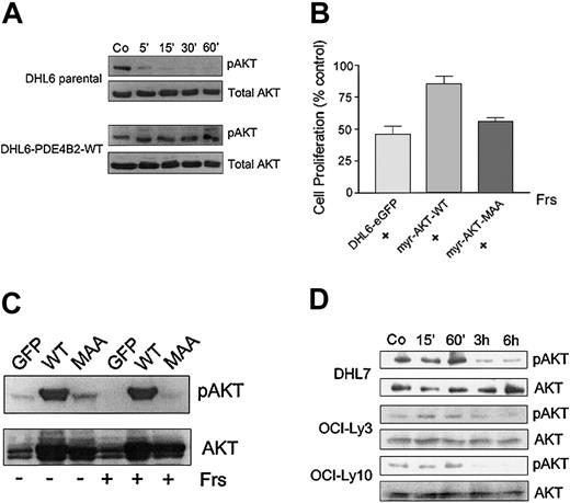 Figure 5. AKT plays a central role in mediating cAMP inhibitory effects in DLBCL. (A) AKT phosphorylation in DHL6-parental or DHL6-PDE4B-WT cells treated with forskolin/rolipram. DHL6-parental or DHL6-PDE4B-WT cells were incubated with 40 μM forskolin and 10 μM rolipram for the specified time periods, and cell lysates were harvested and immunoblotted for pAKT (Ser 473) and total AKT as loading control. The Figure 4D filter was stripped and reprobed for pAKT and total AKT in this experiment. (B) Proliferation of forskolin-treated DHL6-eGFP, DHL6-Myr-AKT-WT, and DHL6-Myr-AKT-MAA cells. The indicated cells were incubated with 10 μM forskolin for 24 hours and cell proliferation was determined by MTS assay. Data represent the mean and SD of 3 independent experiments. (C) Total and phospho-AKT expression in DHL6-eGFP, DHL6-Myr-AKT-WT, and DHL6-Myr-AKT-MAA cells in the presence or absence of forskolin. The indicated cells were incubated with 10 μM forskolin for 15 minutes and cell lysates immunoblotted for pAKT (Ser 473) and total AKT. (D) AKT phosphorylation in PDE4B-high cell lines DHL7, OCI-Ly3, and OCI-Ly10. Cell lines were preincubated with 20 μM PLX513 for 30 minutes followed by treatment with 40 μM forskolin for the specified time periods and cell lysates were harvested and immunoblotted for pAKT.