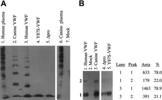 Figure 4. Multimeric structure of expressed canine and human VWF proteins. (A) The multimeric structure of expressed VWF constructs was analyzed nonreduced on a 3% agarose–SDS gel. All samples were run on the same gel, and interfering (nonrelevant) lanes have been removed for clarity. No VWF was detected in the mock-transfected control (lane 7). Wild-type canine and human full-length VWF (lanes 2, 3) and normal human and canine plasmas (lanes 1 and 6) were normally multimerized. Neither Y87S-VWF (lane 4) nor Δpro (propeptide-deleted VWF, lane 5) formed high molecular weight multimers. (B) The structure of lower molecular weight VWF subunits was analyzed on a 3% MetaPhor-agarose submarine gel. No VWF was detected in the mock-transfected control (lane 2). Y87S-VWF and Δpro formed only a dimeric VWF species (lanes 4, 5). The density of the dimer and tetramer bands observed in human and canine VWF (lanes 1, 3) were calculated after scanning the immunoblot (peak 1 = dimer).