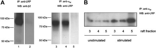 Figure 3. Coimmunoprecipitation of LRP and β2-integrins. (A) U937 cells were lysed for 1 hour on ice and incubated with Protein A-Sepharose and anti-LRP clone α2-M-R-II2C7 (lane 1) or an isotype control (lane 2) at 4°C overnight. Beads were washed extensively and boiled to release bound proteins. Samples were analyzed by SDS-PAGE and Western blotting using anti-β2 (clone R2E7B) and peroxidase-conjugated rat antimouse. Unstimulated (lane 3) or stimulated (lane 4) cells were lysed and incubated with protein G-Sepharose and an anti-αM antibody (clone M1/70) (lanes 3 and 4) or an isotype control (lane 5). Precipitated proteins were analyzed by SDS-PAGE and Western blotting using anti-LRP antibody (clone α2-M-R-II4/8). (B) Lipid rafts were isolated from unstimulated or stimulated cells, as described elsewhere.41 Immunoprecipitations were performed as described in the legend of Figure 3A.