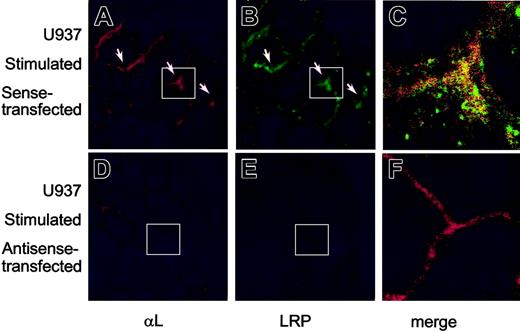Figure 6. Effect of sense and antisense nucleotides on expression of LRP and αL-subunit. U937 cells were transfected with sense (A-C) or antisense oligonucleotides (D-F) and were stimulated with 100 nM PMA for 15 minutes. Cells were collected on object glasses and stained for αL and LRP, as described in the legend to Figure 4. Original magnification, × 250. (C-F) Enlarged merge images; original magnification, × 1375. White boxes indicate the positions of the enlarged merge images.