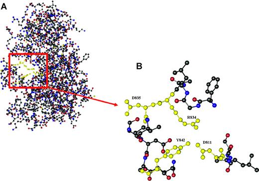 Figure 3. Crystal structure of the kinase and JM domain of human Flt3. (A) The section highlighted in red shows Tyr842 pointing into the active site of the activation loop, thereby stabilizing the inhibited conformation of Flt3 by forming a hydrogen bond with Asp811, which in turn is linked to Arg834 through an ion pair. (B) Relative conformation of Tyr842 (Y842), Asp811 (D811), Arg834 (R834), and Asp835 (D835) in autoinhibited Flt3.