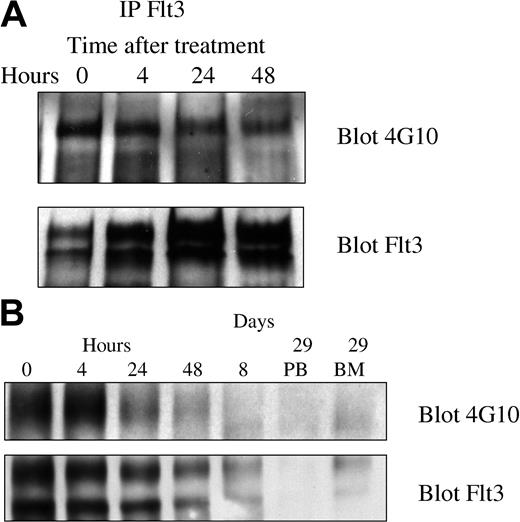 Figure 3. Pharmacodynamic response of 2 representative patients. FLT3 was immunoprecipitated and Western blotting was performed using 4G10 antiphosphotyrosine antibodies and anti-FLT3 antibodies as described in “Patients, materials, and methods.” (A) Patient 501-0008 had a significant decrease in relative phosphotyrosine content of FLT3 by 48 hours after initiation of therapy. The absolute blast count (ABC) was 15 600 on day 1 and had decreased to 200 by day 8 of therapy. (B) Patient 501-00017 started therapy with an absolute blast count of 4530 on day 1, which decreased to 100 by day 8.