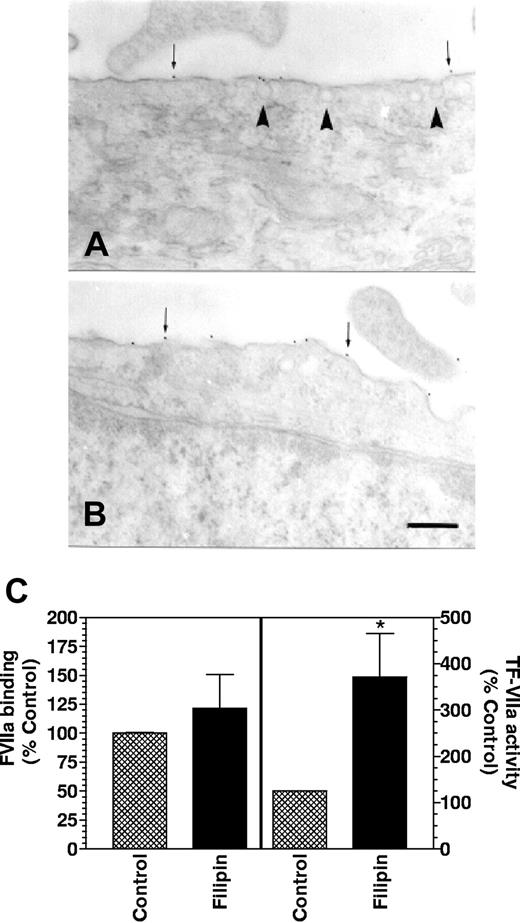 Figure 5. Effect of filipin on caveolar structure and TF expression. Monolayers of WI-38 fibroblasts were treated with a control vehicle (A) or filipin (5 μg/mL) (B) for 15 minutes at 37°C. Cells were fixed, sectioned, stained for TF by immunogold, and visualized under transmission electron microscope. Thin arrows point out gold particles whereas arrowheads point out caveolae. Bar indicates 200 nm. (C) Control or filipin-treated monolayers were incubated with either 125I-VIIa (10 nM) or unlabeled VIIa (10 nM) and factor X (175 nM) to determine VIIa binding and TF-VIIa activity (n = 4, mean ± SE). * denotes significantly differs (P < .05) from the control.