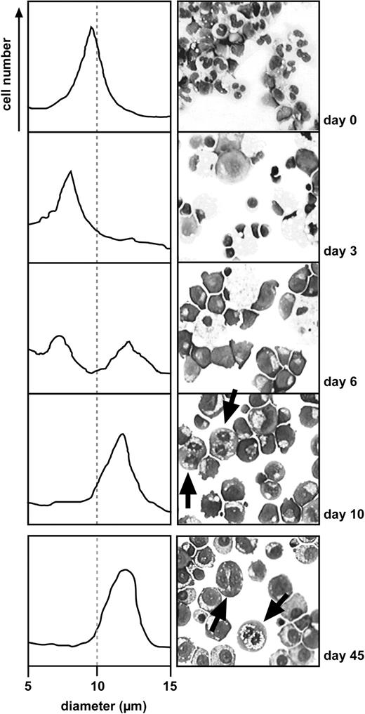 Figure 1. Outgrowth of erythroid progenitors from umbilical cord blood. Left panels show changes in cell size distribution during proliferation of erythroblast cultures for 45 days in optimized medium (Table 1). Cell volume changes were monitored with an electronic cell analyzer. In the right panels, at the times indicated, cells were cytocentrifuged onto glass slides and stained with cytologic dyes. During the first few days, multiple cell types like leukocytes, macrophages, and only few erythroblasts are present, the proportion of which increases on culture in specific erythroid factors (Epo, Dex, murine SCF, and IGF-1). At day 10, the majority of cells in the rapidly proliferating cultures (mitoses indicated by arrows) show an erythroblast morphology. Cells stained with May-Grünwald and Giemsa were visualized using an Axiovert 10 microscope (Zeiss, Oberkochen, Germany) equipped with a 63 × oil-immersion objective (numerical aperture 44-07-61; Zeiss). At 630 × original magnification, images were captured with a Sony 3CCD color video camera (Sony, Tokyo, Japan) and prepared for publication with IP Lab Spectrum P software v.3.1.1 (Signal Analytics, Vienna, VA).
