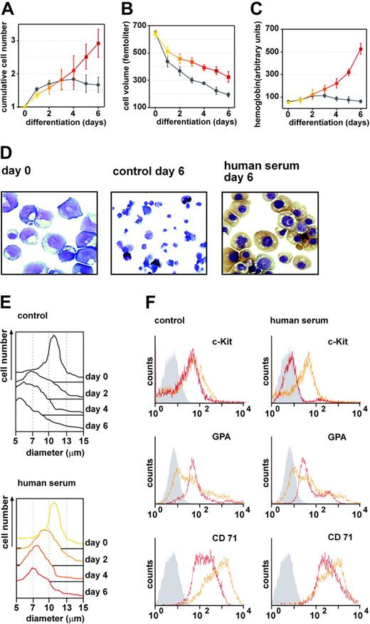 Figure 6. Terminal differentiation of human erythroid progenitors. Proliferation kinetics (A) and volume decrease (B) during differentiation in the presence or absence of 3% human serum (HS) was monitored daily by an electronic cell counter. (C) Quantitation of hemoglobin accumulation (for photometric assay, see Kowenz et al25 and “Materials and methods”); 500 AU corresponds to 11.0 pg hemoglobin. Error bars in panels A-C represent the SD of mean, n = 5. (D) Cells before (left) and after differentiation for 6 days in the absence (middle panel) or presence of HS (right panel) were cytocentrifuged onto slides and stained with neutral benzidine (to detect hemoglobin; brownish stain) plus histologic dyes (see “Materials and methods”). Image acquisition was performed as described for Figure 1. (E) Kinetics of changes in cell size distribution during differentiation of human erythroblasts without serum (upper panel) and with HS (lower panel). (F) Expression of erythroid cell-surface markers in proliferating and differentiating erythroblasts (left panel, labeled “control”: differentiation without serum; right panel, differentiation in the presence of 3% HS). Proliferating cells or erythroblasts induced to differentiate for 6 days were washed with PBS/1% FCS, stained with fluorescently labeled antibodies against c-Kit (CD117), transferrin receptor (CD71), and glycophorin A (GPA) and subjected to fluorescence-activated cell sorting (FACS) analysis. Orange graphs are FACS profiles of self-renewing erythroblasts; red graphs are cell-surface antigen expression in differentiating cells; light gray histograms indicate background fluorescence.