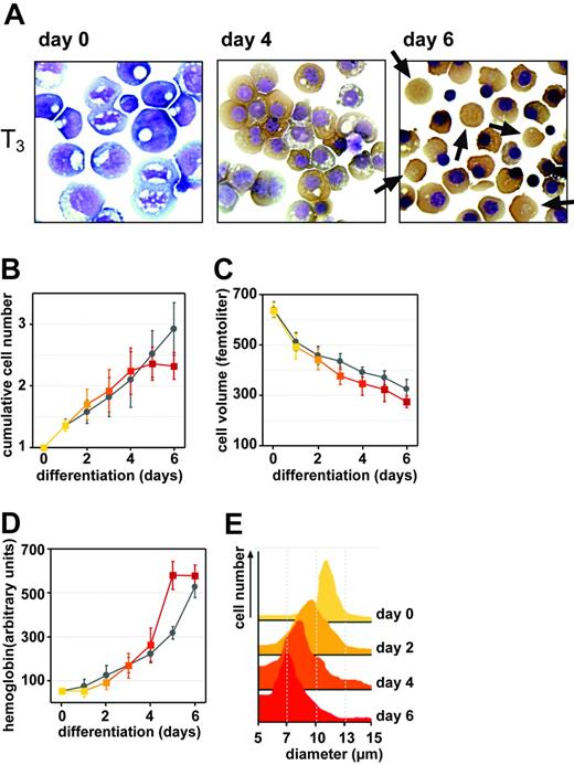 Figure 7. Improved differentiation of human erythroblasts in the presence of T3.Human erythroblasts were induced to differentiate either in the presence or absence of T3 (1 μM). (A) Cells were analyzed by cytocentrifugation plus histochemical staining (Figure 6). Enucleated cells observed at day 6 of differentiation in the presence of T3 are indicated by arrows. Image acquisition was performed as described for Figure 1. Proliferation rates (B) and volume decrease (C) during differentiation were determined daily (Figure 6) using an electronic cell counter. (D) Quantitation of hemoglobin accumulation (see “Materials and methods”; 500 AU corresponds to 11.0 pg hemoglobin). Error bars in panels B-D represent the SD of mean, n = 5. (E) Changes in cell size distribution during differentiation plus T3 (compare with Figure 6D).