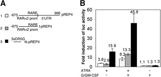Figure 3. Retinoic acid response element (RARE) is sufficient for synergistic activation of endogenous RAR activity by ATRA and GFs. (A) Schematic representation of luciferase reporters used to transfect U-937 cells. Numbers indicate sequences present in each construct and correspond to sequence with GenBank accession AF283809. (B) Induction of different luciferase reporter activities was measured 18 hours after treatment with indicated agents compared with uninduced luciferase activity. The activity of the control reporter lacking RARE and the β-galactosidase levels were not affected by any of the mediators (not shown). The results show the mean (number above bars) ± SD of one experiment done in duplicates, which has been repeated twice with similar results.
