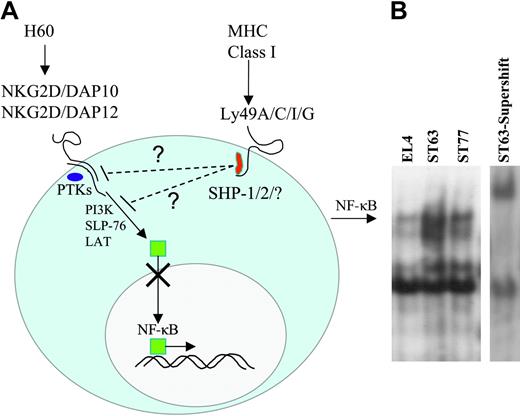 Figure 7. Inhibition of the NKG2D activation pathway is mediated through the reduced translocation of NF-κB into the nuclei of NK cells. (A) Diagram depicting the hypothesized interactions between activating NKG2D and inhibitory Ly49 pathways. Binding of H60 with NKG2D receptor leads to phosphorylation of DAP10 or DAP12, resulting in recruitment of protein tyrosine kinases (PTKs) belonging to the SFK family. The subsequent activation of PTKs results in the phosphorylation of downstream signaling proteins, eventually leading to nuclear translocation of NF-κB. Phosphorylation of ITIM sequences at the cytoplasmic domain of Ly49 molecules recruits and activates phosphatases, which in turn dephosphorylate substrates that are part of the NKG2D activation pathway. This results in the impaired translocation of NF-κB into the nuclei. (B) Gel-shift analysis was performed using nuclear extracts from fresh NK cells incubated with indicated target cells at a 40:1 E/T ratio for 2 hours at 37°C. Supershift analysis was performed on nuclear extracts from NK cells incubated with ST63 in the presence of 32P-labelled oligonucleotide and a mAb specific for NF-κB subunit, p50. Data presented are representative of 2 independent experiments.