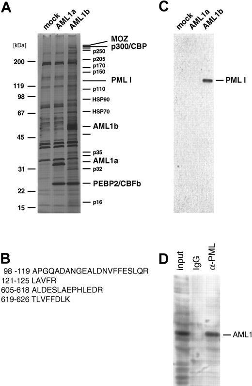 Figure 1. PML I is a part of the AML1 complex. (A) Purification of the AML1b complex. The complexes were purified from cell lysates prepared from L-G infectants carrying empty vector (mock), stably expressing FLAG-tagged AML1a (AML1a, a splicing variant lacking the C-terminal transcriptional regulatory domain), and FLAG-tagged full-length AML1b proteins (AML1b). The complexes were immunoprecipitated on anti-FLAG antibody-conjugated agarose, and the bound materials were eluted with the epitope peptide. Proteins were resolved by SDS-PAGE and visualized by silver staining. The proteins were identified by mass analysis. (B) The amino acid sequences of peptides derived from the 125-kDa protein specific to the fraction purified from the FLAG-AML1b expressing cells. The protein was identified as PML (accession number NM178087). (C) Detection of PML protein in the AML1 complex. The purified AML1 complexes were analyzed by immunoblot with anti-mouse PML antibody (rabbit polyclonal, Wang et al, 1998). (D) Interaction of endogenous AML1 and PML proteins. Cell lysates were prepared from 5 × 107 K562 cells and then were immunoprecipitated with anti-human PML monoclonal antibody 1B9 (MBL) or control IgG. The immunoprecipitates were analyzed by immunoblot with anti-mouse AML1 rabbit polyclonal antibody.
