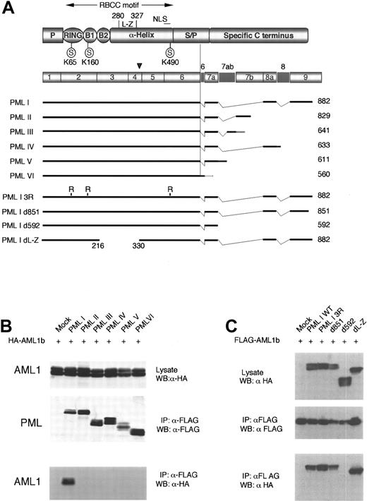Figure 2. PML I isoform specifically interacts with AML1b. (A) Schematic representation of the PML protein and genomic structure of various PML transcripts. The PML protein contains the RBCC motif that consists of the RING finger domain (RING), the 2 B boxes (B1 and B2), and the helical coiled-coil region. The proline rich region (P) and serine-proline-rich region (S-P) have been thought to contain the putative phosphorylation sites.44 SUMOylation sites at lysines 65, 160, and 49056 are indicated. The PML gene consists of 9 exons (shaded boxes) with exon 7 divided into exons 7a and 7b, and the introns being retained in several transcripts as a consequence of alternative splicing (black boxes).54 The nomenclature for PML isoforms proposed by Jensen55 was used in this study. The alternative usage of 3′ exons generates multiple transcripts I-VI. In the case of PML III and PML VI, the encoding regions in which frame-shift occurred as a result of the retained intron are indicated by the gray color. The total number of amino acids for each isoform is given on the right side. (B) The interaction with AML1b is specific to the PML I isoform. BOSC23 cells were cotransfected with HA-tagged AML1b and together either with control vector (mock) or FLAG-tagged PML isoforms (I-VI). The expression of AML1 in the lysates of transfectants was detected by immunoblotting using anti-HA (3F10) antibody (top). The lysates of transfectants were immunoprecipitated with anti-FLAG (M2) antibody. The immunoprecipitates were analyzed by immunoblotting using anti-FLAG (M2) (middle) and anti-HA (3F10) antibodies (bottom). (C) Identification of regions of PML I required for interaction with AML1b. BOSC23 cells were cotransfected with FLAG-AML1b and either with control vector (mock) or constructs of PML I as indicated. The expression of PML I in the lysates of transfectants were detected by immunoblotting using anti-HA antibody (3F10) (top). The lysate of transfectants were immunoprecipitated with anti-FLAG (M2) antibody and were analyzed by immunoblotting using anti-FLAG (M2) (middle) and anti-HA (3F10) antibodies (bottom).