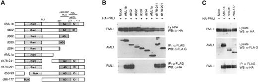 Figure 3. PML I interacting domain is located at the C-terminal of AML1. (A) Schematic diagram of the structure of AML1 deletion mutants. The Runt, activation, and inhibition domains are indicated as Runt, AD, and ID, respectively. Nuclear import signal (NLS) and nuclear matrix targeting signal (NMTS) are shown. (B) Identification of regions of AML1b required for interaction with PML I. BOSC23 cells were cotransfected with PML I and control vector (mock) or AML1 constructions as indicated. The expression of PML I in the lysates of transfectants was detected by immunoblotting using anti-HA (3F10) antibody (top). The lysates of transfectants were immunoprecipitated with anti-FLAG (M2) antibody. The immunoprecipitates were analyzed by immunoblotting using anti-FLAG (M2) (middle) and anti-HA (3F10) antibodies (bottom). (C) The Runt domain is dispensable for the interaction of AML 1 with PML I. BOSC23 cells were cotransfected with PML I and full-length AML1b or deletion mutants of AML1 partially lacking Runt domain as indicated. The expression of PML I (top) and AML1 (middle) proteins in the cell lysates was detected with anti-HA antibody and anti-FLAG antibody, respectively. The immunoprecipitates with anti-FLAG antibody were analyzed using anti-HA antibody (lower).