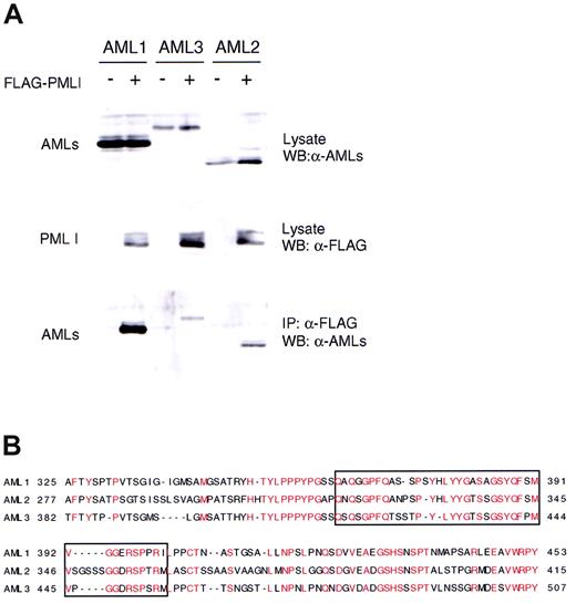 Figure 4. PML could interact with 2 other members of RUNX family AML2 and AML3. (A) BOSC23 cells were cotransfected with PML I and AMLs as indicated. The expression of AML proteins (upper) and PML I (middle) in the lysate of transfectants was analyzed by immunoblotting and detected with anti-AML antibody28 mixed with anti-AML3 antibody (Upstate Biotechnology, Charlottesville, VA) and anti-FLAG (M2) antibody, respectively. The lysate of transfectants were immunoprecipitated with anti-FLAG (M2) antibody, analyzed by immunoblotting, and probed with a mixture of anti-AML1 antibodies (lower). (B) Comparison of amino acid sequences for the C-terminal of AML1, AML2, and AML3. Identical amino acids are indicated in red. The boxed region corresponds to the PML I interacting domain of AML1.