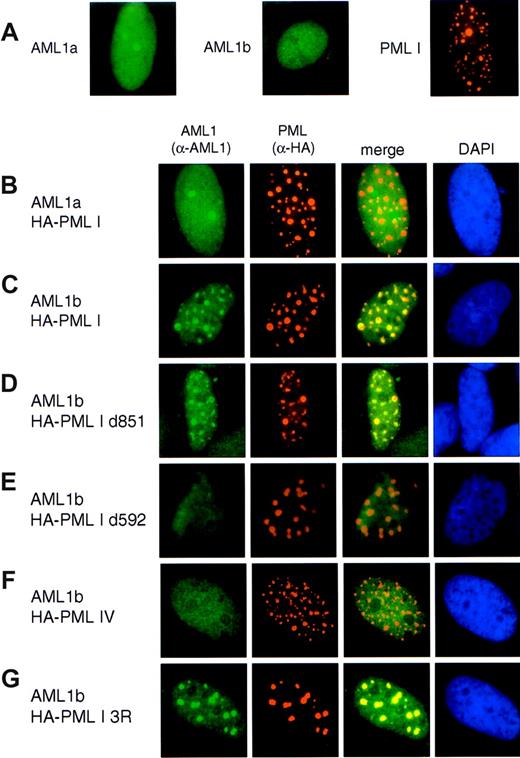 Figure 5. PML I recruits AML1b into nuclear bodies. (A) SaOS2 cells were transfected with LNCX-FLAG-AML1a, LNCX-FLAG-AML1b, or LNCX-HA-PML I. (B,C) AML1b, not AML1a, is recruited into NBs. SaOS2 cells were cotransfected with LNCX-FLAG-AML1a (B) or LNCX-FLAG-AML1b (C) together with LNCX-HA-PMLI. (D,E) Localization of AML1b and PML I mutants. SaOS2 cells were cotransfected with LNCX-FLAG-AML1b together with either LNCX-HA-PMLI d851 (D) or LNCX-HA-PMLI d592 (E). (F) AML1b was not colocalized with PML IV into NBs. SaOS2 cells were cotransfected with LNCX-FLAG-AML1b and LNCX-HA-PML IV. (G) AML1b is presented in the aggregates formed by PML I 3R. SaOS2 cells were cotransfected with LNCX-FLAG-AML1b and LNCX-HA-PML I 3R. In all experiments, AML1 was stained with anti-human AML rabbit polyclonal antibody, as shown by the green color, and PML was stained with anti-HA antibody (3F10), as shown by the orange color. Merging of the 2 colors results in a yellow signal, indicating the colocalization of 2 proteins. Nuclear staining with DAPI is shown by the blue color.