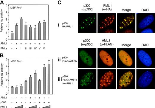 Figure 6. PML I stimulates cooperation of AML1 and p300. (A) PML I specifically enhanced AML1-induced transcription. The effect of PML proteins on AML1-dependent transcription was investigated using the reporter gene under the control of mCCP1 promoter. PmL-/- MEF cells were spread in 24-well plates and transfected with 50 ng of reporter gene, 200 ng of pLNCX-AML1b, 30 ng of empty vector or PML isoforms as indicated, and 2 ng of pRL-CMV. (B) PML I stimulates the cooperated transcription activity of AML 1 and p300. PmL-/- MEF cells were spread in 24-well plates and transfected with 50 ng of CCP1-luc, 200 ng of pLNCX-AML1b (lanes 4-9), 250 ng of pCMV-p300 (lanes 6-9), and either 30 ng (lanes 2, 5, 8) or 100 ng (lanes 3, 6, 9) of pLNCX-PML I and 2 ng of pRL-CMV. Luciferase activity was assayed as described in the Experimental Procedure. (C) PML I recruits AML1b and p300 into nuclear bodies. SaOS2 cells were cotransfected with pCMV-p300 (i-iii) together with LNCX-FLAG-AML1b (ii, iii) and LNCX-HA-PMLI (i, iii). p300 stained with anti-p300 rabbit polyclonal antibody (N15) is shown by the green color, and PML (i) stained with anti-HA antibody (3F10) and AML1 (ii, iii) stained with anti-FLAG antibody (M2) are shown by orange color. Merging of the 2 colors results in a yellow signal, indicating the colocalization of 2 proteins. Nuclear staining with DAPI is shown by the blue color.