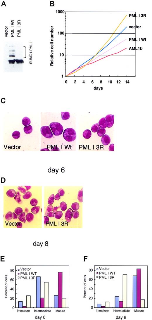 Figure 7. PML I inhibits the proliferation and stimulates the differentiation of murine myeloid progenitor cells in response to G-CSF. (A) Expression of PML protein in L-G infectants. Cell lysates were prepared in SDS-PAGE sample buffer and then analyzed by Western blot using anti-HA antibody. Subfraction of PML protein modified by SUMO-1 is indicated. (B) The L-G infectants were cultured in the presence of 5 ng/mL G-CSF. The relative number of viable cells is shown. (C,D) Morphology of L-G infectants exposed to G-CSF for 6 days (C) and 8 days (D) were tested by staining with May-Gruenwald and Giemsa solutions. (E,F) Percentage of L-G infectants differentiated by G-CSF at day 6 (E) and day 8 (F). Immature includes myeloblasts and promyelocytes; intermediate, myelocytes and metamyelocytes; and mature, band cells and segmented neutrophil cells.