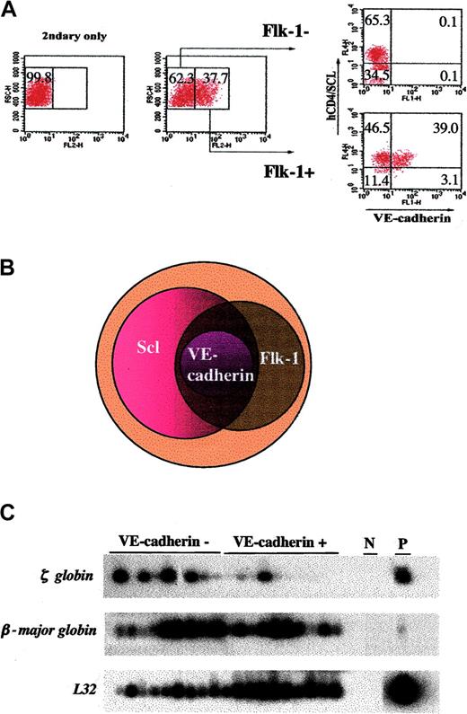 Figure 2. Hematopoietic cells develop from Scl-expressing cells. (A) VE-cadherin–expressing cells also express Flk-1 and Scl. Scl+/hCD4 ES cells differentiated on OP9 for 6 days were subjected to FACS analyses for Flk-1, hCD4, and VE-cadherin expression. Based on the FACS data, the relationship between Flk-1–, Scl-, and VE-cadherin–expressing cells is presented in a Venn diagram (B). (C) VE-cadherin is not a marker for definitive hematopoietic cells. ES cells were differentiated on OP9 for 6 days, sorted for VE-cadherin- and VE-cadherin+ cells, and replated. Subsequently, erythroid/macrophage mixed colonies were subjected to globin gene analyses as described.10 As shown, erythroid cells developing from both VE-cadherin- and VE-cadherin+ cell populations expressed the β-major globin gene. N indicates H2O, negative control; P, RNA from day 3 EBs, positive control. L32, ribosomal subunit protein is shown as a loading control.