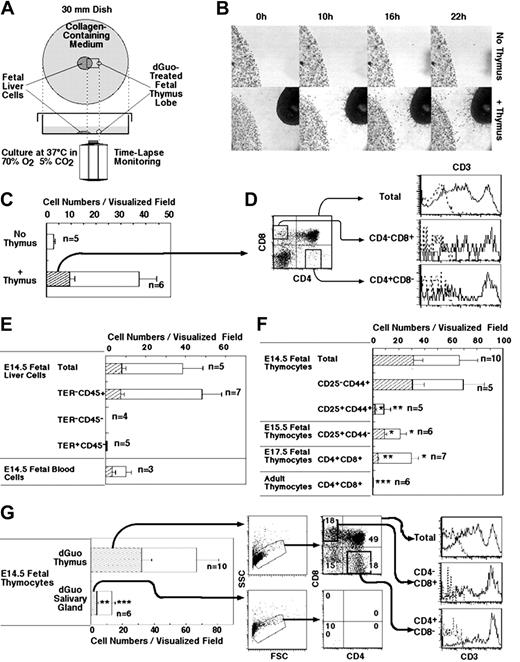 Figure 1. Time-lapse visualization of fetal thymus recruitment of T-precursor cells. (A) Diagram of time-lapse visualization assay in culture. (B) Representative images at indicated time points of the edge of a drop of 1 × 105 fetal liver (FL) cells (shown at the left side of the panels) in the absence (top panels) or presence of dGuo-treated fetal thymus lobe (shown at the right side of the bottom panels). Height and width of each picture at original magnification is 0.96 mm and 1.28 mm, respectively. (C) Means and SEs of the numbers of cells that moved out of the cell spot (□) and that reached the fetal thymus lobe (▨) were determined in microscopically visualized field. Numbers of independent experiments are indicated. (D) dGuo-treated fetal thymus lobes seeded with FL cells as in panels B and C were further cultured for 18 days under conventional organ culture conditions. Cells were 3-colored stained for CD3, CD4, and CD8. Shown are representative results (n = 5) of CD3 profiles (solid lines) and control staining profiles (dotted lines) of the cells within indicated CD4/CD8 subpopulations (as shown in dot plots). (E) Indicated FL cell fractions (1 × 105) and total fetal blood (FB) cells (5 × 105) from E14.5 embryos were examined for fetal thymus recruitment by time-lapse visualization assay. Bars are shown as in panel C. (F) Indicated thymocyte subpopulations (1 × 105) were examined for fetal thymus recruitment. Bars are shown as in panel C. Asterisks denote significantly smaller numbers than the cell numbers attracted from DN1 E14.5 fetal thymocytes (*P < .05; **P < .01; ***P < .001). Significance was evaluated individually for shaded bars and open bars. (G) dGuo-treated fetal thymus lobes or fetal salivary gland lobes were examined for the attraction of E14.5 fetal thymocytes. Bars are shown as in panel C. Thymus lobes or salivary gland lobes were cultured further for 9 days under conventional organ culture conditions. Cells were analyzed by flow cytometry for forward scatter (FSC) and side scatter (SSC) and for CD3, CD4, and CD8, as in panel D. Shown are representative results of 4 independent experiments. Numbers in quadrants indicate the frequency of cells within that box.