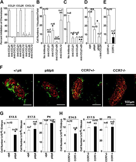 Figure 5. Roles of CCL21, CCL25, and CXCL12 in fetal thymus colonization. (A) Specific neutralization of CCL21-, CCL25-, and CXCL12-mediated chemotaxis by anti-CCL21, anti-CCL25, and anti-CXCL12 antibodies. Antibody specific for CCL21 (20 μg/mL), CCL25 (10μg/mL), or CXCL12 (20 μg/mL) was added to transwell chemotactic culture of E14.5 fetal thymocytes with CCL21, CCL25, or CXCL12 (20 nM). Shown are means and SEs of percentage inhibition of chemotaxis in 2 to 3 independent experiments. (B-C) Means and SEs of the numbers of E14.5 fetal thymocytes (B) or TER119–CD45+FcRlow E14.5 fetal liver cells (C) that reached dGuo-treated B6 fetal thymus lobe in the microscopically visualized field were determined in the absence or presence of indicated antibodies at the concentration used in the experiments in panel A. Asterisks denote significant reduction of fetal thymus attraction (*P < .05; **P < .01; ***P < .001). NS indicates not significant. (D) Means and SEs of the numbers of E14.5 fetal thymocytes that reached dGuo-treated fetal thymus lobe from +/plt or plt/plt mice were determined in the absence or presence of anti-CCL25 antibody (*P < .05; **P < .01). (E) E14.5 fetal thymocytes from CCR7-deficient mice were examined for the movement to dGuo-treated B6 fetal thymus lobe (**P < .01). (F) Colonization of hematopoietic cells in E11.5 thymus of plt/plt mice and CCR7-deficient mice. Frozen sections of indicated fetal mice were stained for CD45 (green) and pan-cytokeratin (red). (G-H) Cellularity of thymocytes in plt/plt mice (G) and CCR7-deficient mice (H) at indicated gestational ages. P4 and P5 indicate postnatal ages 4 and 5 days, respectively. Means and SEs of the numbers of thymocytes per mouse are shown (*P < 0.05; NS, not significant).