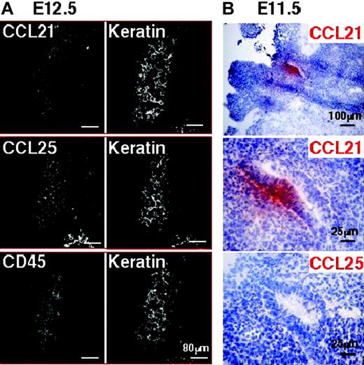 Figure 7. Expression of CCL21 and CCL25 proteins in fetal thymus. Frozen sections of B6 embryos at E12.5 (A) and E11.5 (B) were stained with the indicated antibodies. Left and right boxes in panel A show a set of multicolor images of identical sections.