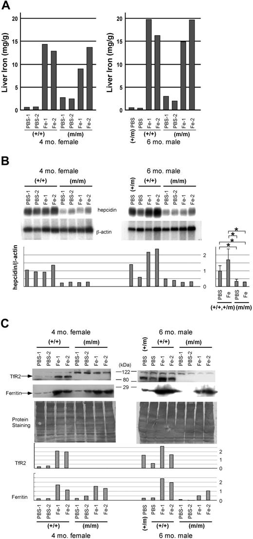 Figure 2. Iron content and expression of iron-related genes in the liver. Four-month-old wild-type (+/+) and homozygous TfR2 Y245X mutant (m/m) female sibling mice, as well as 6-month-old wild-type, heterozygous (+/m), and homozygous TfR2 Y245X mutant male murine siblings, were treated with either PBS or iron-dextran for 3 weeks. (A) Iron content in the liver. Iron content in the livers was measured using bathophenanthroline sulfonate as described in “Materials and methods.” (B) Northern blot analysis showing expression of hepcidin in the liver. The intensity of each band was measured by an image analyzer, and the ratio of the intensities of hepcidin and β-actin was calculated. Setting the mean value of the hepcidin/β-actin ratio in PBS-treated wild-type and heterozygous mice as 1, individual values were calculated and shown in a bar graph. The mean values of each group are compared and shown in a bar graph on the right (mean ± SD, *P = .021). (C) Western blot analysis showing expression of TfR2 and ferritin in the liver. Both the antihuman TfR2 and the antihuman ferritin antibodies cross-reacted to their murine counterparts. The bands around 120 kDa seen in the top panels are nonspecific. To show the loading balance, protein staining of the membranes also is shown. The intensity of each band was measured by an image analyzer and shown in bar graphs.