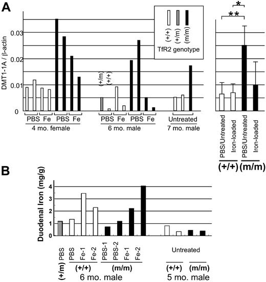 Figure 4. Expression of iron transporter DMT1 and iron content in the duodenum. (A) Four-month-old wild-type (+/+) and homozygous TfR2 Y245X mutant (m/m) female sibling mice were treated with either PBS or iron-dextran for 3 weeks, and expression of the duodenum-specific DMT1 exon 1A transcript was measured by real-time quantitative PCR. Mice used: first group, 4-month-old wild-type and homozygous TfR2 Y245X mutant female sibling mice; second group, 6-month-old wild-type, heterozygous (+/m), and homozygous TfR2 Y245X male siblings. These mice were treated with either PBS or iron-dextran. The third group was composed of 7-month-old wild-type and homozygous TfR2 Y245X mutant mice. (C) Numbers of both DMT1 exon 1A and β-actin transcripts were quantified, and the ratio of these transcripts was calculated for each sample. Open, shaded, and closed rectangles represent wild-type, heterozygous, and homozygous TfR2 Y245X mutant mice, respectively. The mean values of each group are compared and shown in a bar graph on the right (mean ± SD, *P = .014, ** P = .009). (B) Iron content in the duodenum. Mice used: first group, 6-month-old wild-type, heterozygous, and homozygous TfR2 Y245X male siblings treated with either PBS or iron-dextran; the second group: 5-month-old wild-type and homozygous TfR2 Y245X mutant mice.