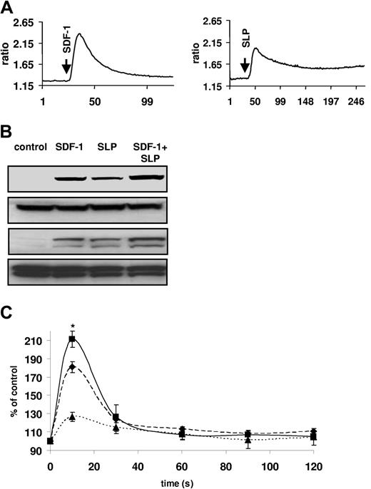 Figure 2. SLPs induce calcium flux, phosphorylation of AKT and MAPK p42/44, and actin polymerization. (A) Calcium flux studies of Fura-2–loaded normal human CD34+ cells. Cells were stimulated with 3% vol/vol SLP or SDF-1β (500 ng/mL), and subsequently calcium flux was evaluated using a spectrophotofluorimeter. Data presented are of a representative experiment that was repeated 3 times and yielded similar results. (B) SLP-induced phosphorylation of AKT and MAPK p42/44. BM CD34+ cells were stimulated by SDF-1 (200 ng/mL) (lane 2), by SLPs (3% vol/vol), or by SDF-1 (200 ng/mL) + SLP (3% vol/vol). (Lane 1) Nonstimulated cells. The experiment was repeated twice and yielded similar results. (C) Effect of SLPs on SDF-1–induced formation of filamentous actin. Purified CB CD34+ cells were stimulated with SDF-1 (100 ng/mL), 5% vol/vol SLPs, or both, and the formation of filamentous actin was analyzed by flow cytometry. Data are pooled from 3 independent experiments. *P < .001.