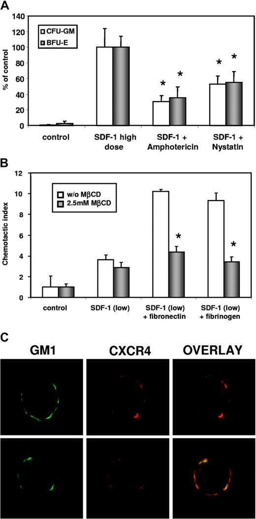 Figure 3. Chemotaxis of cells to an SDF-1 gradient is lipid raft dependent. (A) Chemotaxis of CD34+ cells to medium alone (control), SDF-1 (300 ng/mL), and SDF-1 (300 ng/mL) after preincubation for 1 hour with amphotericin (10 μg/mL) or nystatin (50 μg/mL). Cells were collected after chemotaxis from the lower chambers and were plated in clonogenic assay. The number of CFU-GM and BFU-E colonies formed by harvested cells is shown as a percentage of control values. Data are pooled from quadruplicate samples from 3 independent experiments. *P < .0001. (B) Chemotaxis of CD34+ cells toward medium alone (control), SDF-1 low (10 ng/mL) alone, or SDF-1 low with cells exposed to fibronectin (2 μg/mL) or fibrinogen (4 μg/mL). Cells pretreated before chemotaxis for 1 hour with MβCD (2.5 mM) are shown as red bars. Data are pooled from quadruplicate samples from 3 independent experiments. *P < .00001. (C) Lipid raft formation on CD34+ cells. mPB CD34+ cells were kept in SLPs (lower panel) or were washed out of SLPs (upper panel) and resuspended in control medium. Primary antibodies used for raft analysis were cholera toxin β-subunit conjugated with FITC and mouse monoclonal anti-hCXCR4 IgG. Stained cells were examined using a BX51 fluorescence microscope (Olympus America, Melville, NY) equipped with a charge-coupled device camera (Olympus America). Separate pictures are merged using Image-Pro Plus software (Media Cybernetics Inc., Silver Spring, MD). Lipid raft formation was analyzed on samples from 3 patients who underwent mobilization with G-CSF. Results from a representative study are shown. Colocalization of GM1 and CXCR4 is shown as yellow patchy staining. Magnification × 60.