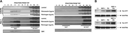 Figure 4. Western blot analysis of the colocalization of CXCR4 with Rac-1 in various fractions of cell membranes. Membranes enriched in lipid rafts (fractions 3-5) and depleted of lipid rafts (fractions 9-11). (A) Hematopoietic THP-1 cells were stimulated with fibronectin (2 μg/mL) or fibrinogen (4 μg/mL) or were not stimulated (control). CXCR4 and Rac-1 were detected in these membrane fractions by Western blot along with ganglioside GM1, a marker of lipid rafts. Experiments were performed 3 times with similar results. (B) In control experiments, cells were pretreated for 1 hour with 10 mM MβCD. A representative study is shown. (C). Detection of GTP-bound (active) form of Rac in THP-1 cells nonstimulated (–) or stimulated with SDF-1, fibrinogen (FG), or SDF-1 + FG (left panel) or with SDF-1, fibronection (FN), or SDF-1 + FN (right panel). Activated Rac was detected in lysates of stimulated cells by using Western blot, as described in “Patients, materials, and methods.” Experiments were performed 3 times with similar results. Representative results are shown.